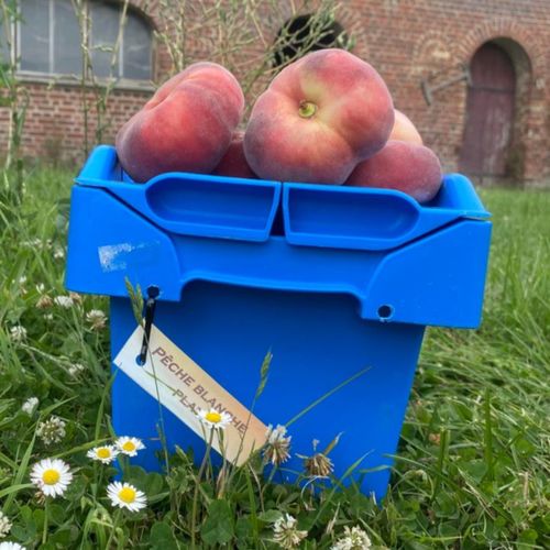 Photo de: Pêche Blanche Plate